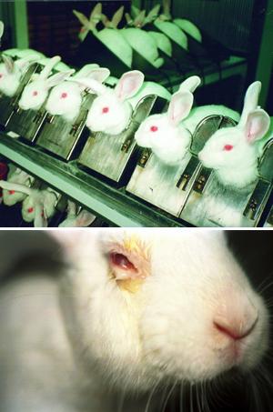 ウサギのマーク　動物実験　クルエルティ―フリー